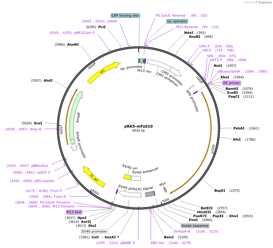 42262-plasmid-map-sequence-id-243535