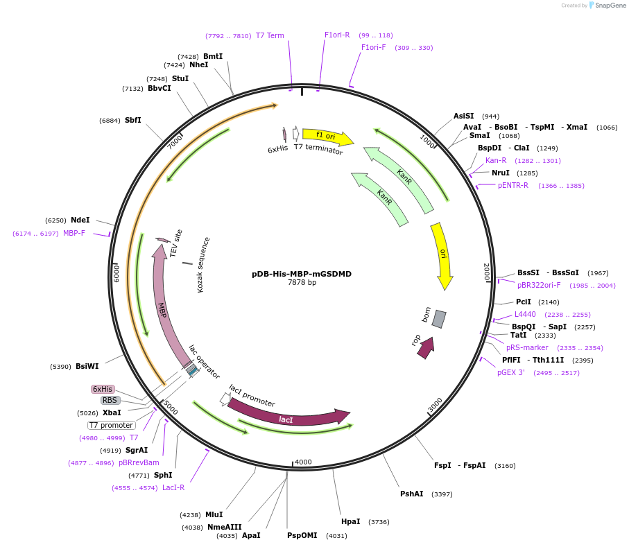 123365-plasmid-map-sequence-id-243537