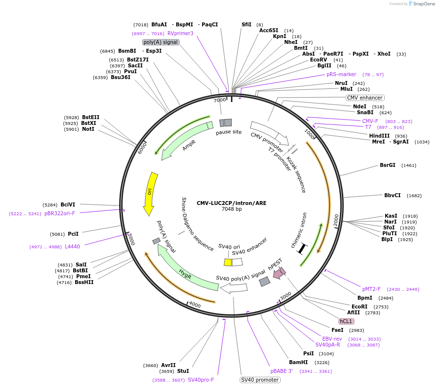 62858-plasmid-map-sequence-id-243538