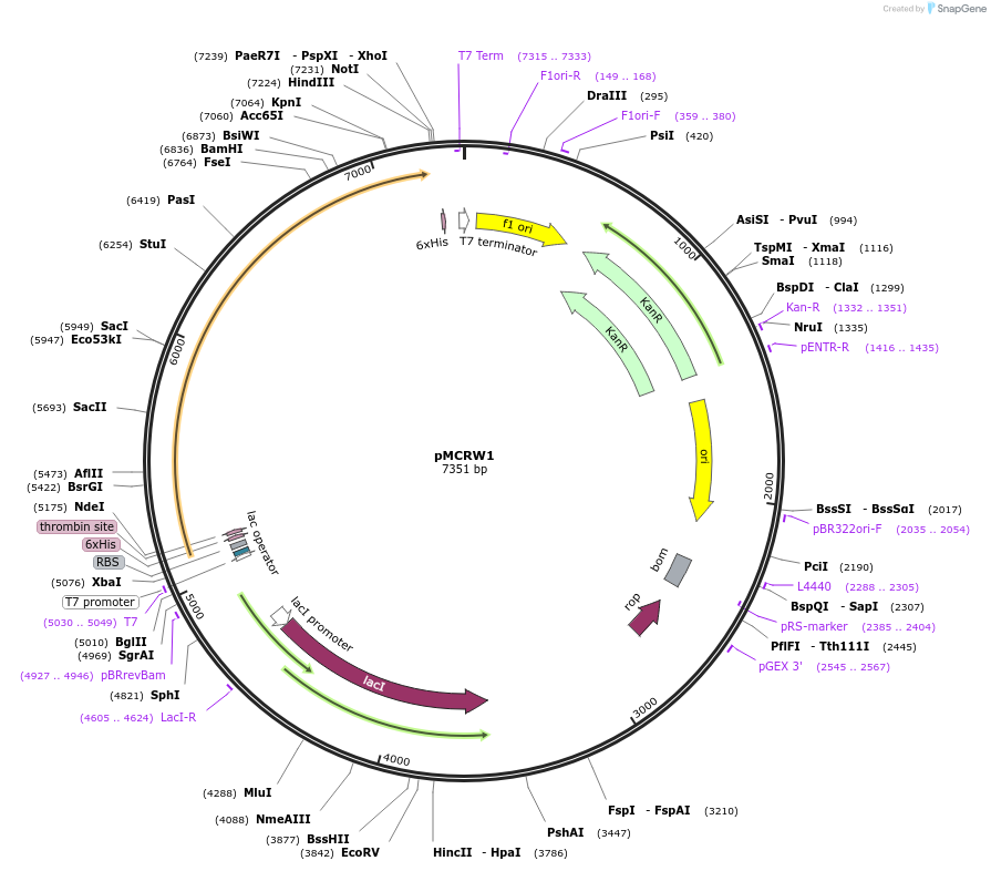 122462-plasmid-map-sequence-id-243544