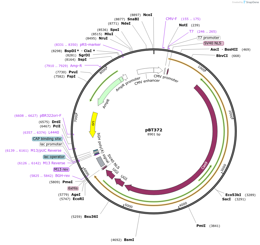 125613-plasmid-map-sequence-id-243545