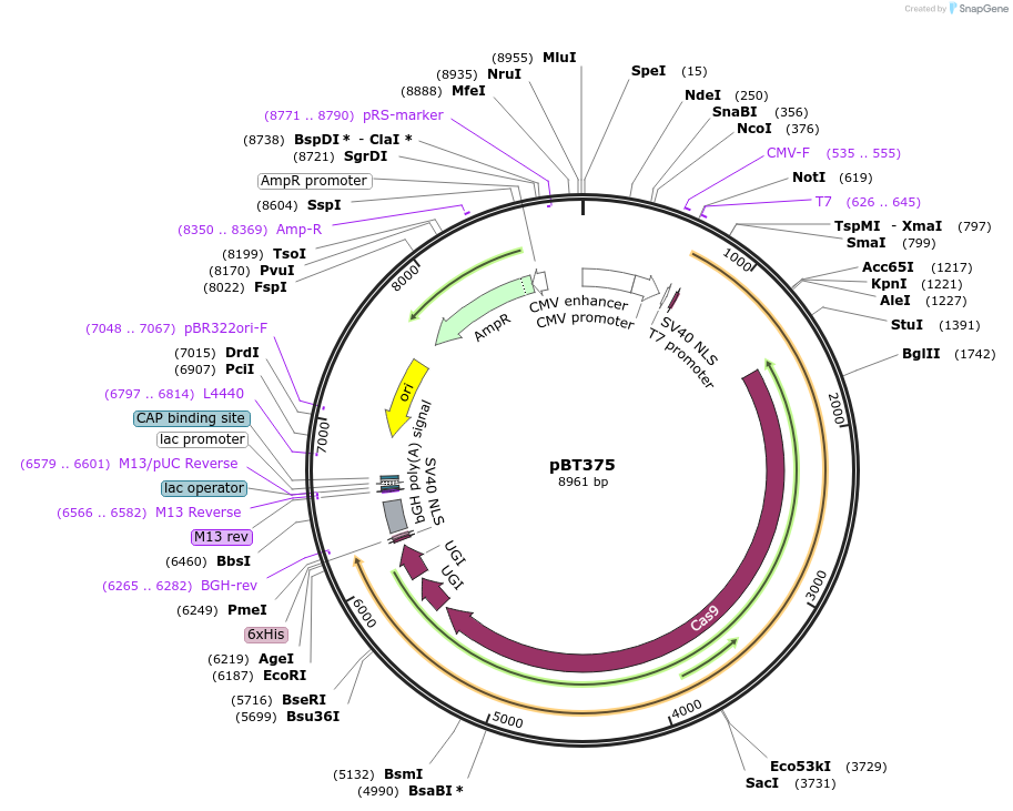 125616-plasmid-map-sequence-id-243546