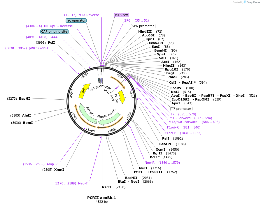 121898-plasmid-map-sequence-id-243547