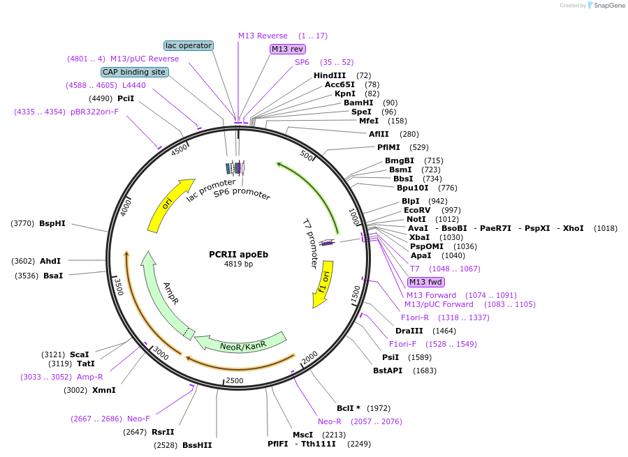 121901-plasmid-map-sequence-id-243550