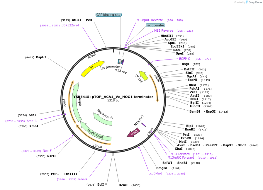 122434-plasmid-map-sequence-id-243552