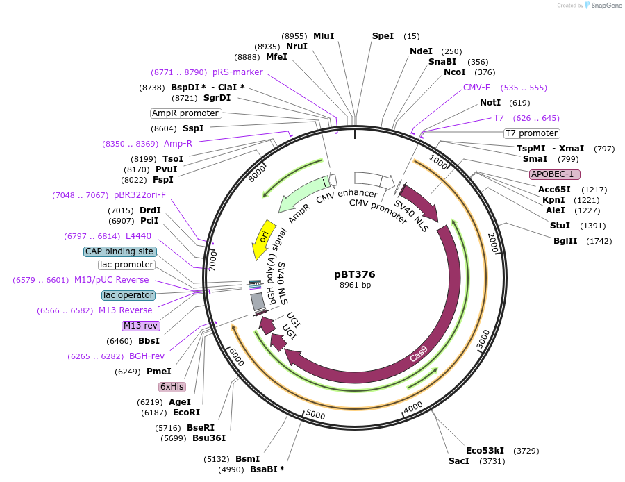 125617-plasmid-map-sequence-id-243554