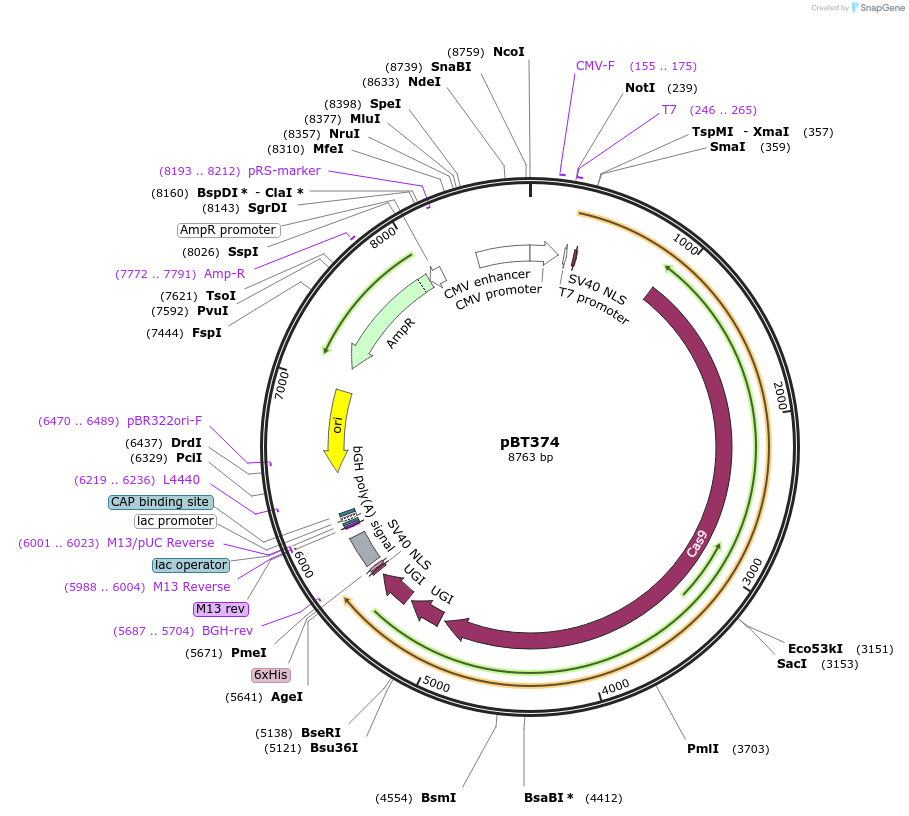 125615-plasmid-map-sequence-id-243555