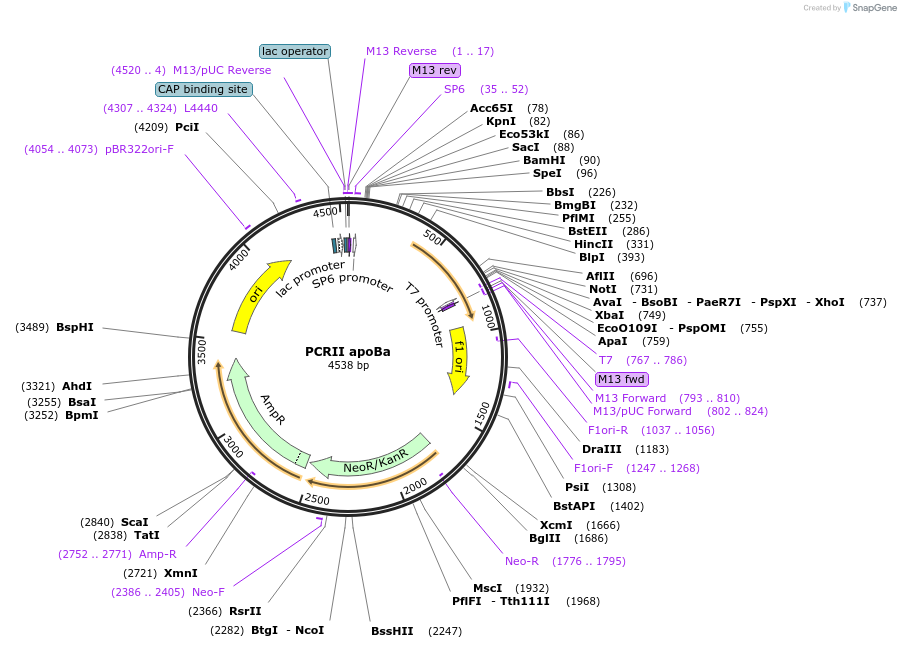 121897-plasmid-map-sequence-id-243558