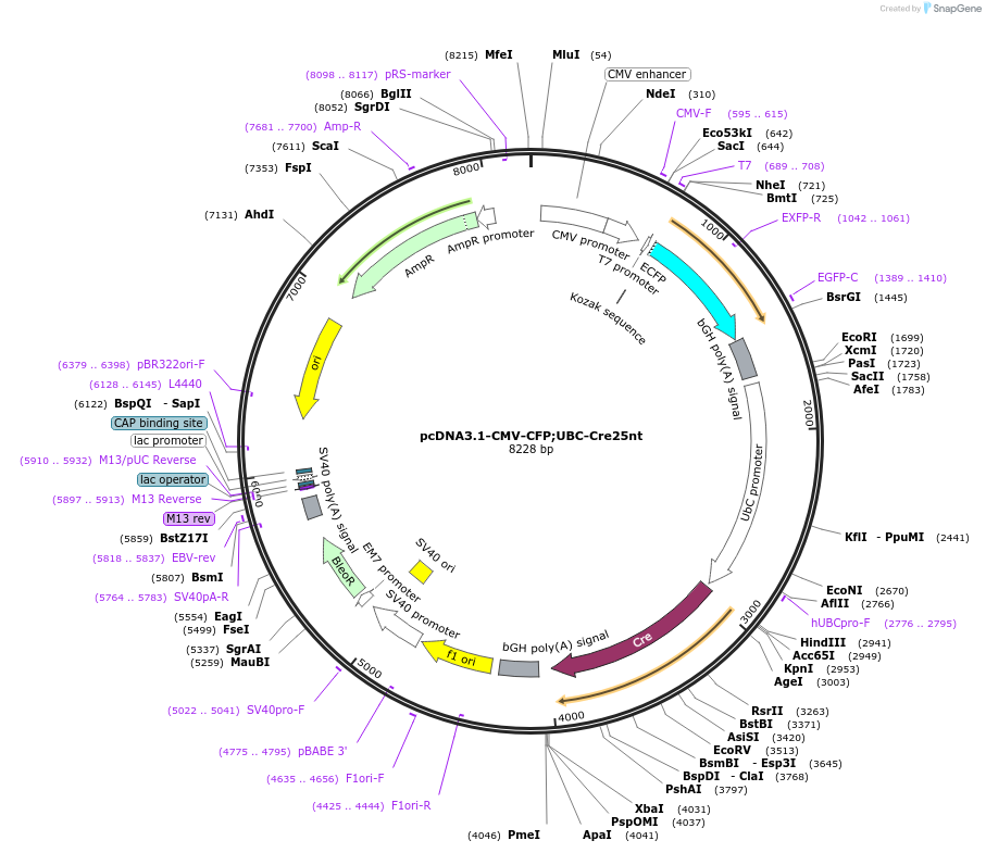 65727-plasmid-map-sequence-id-243566