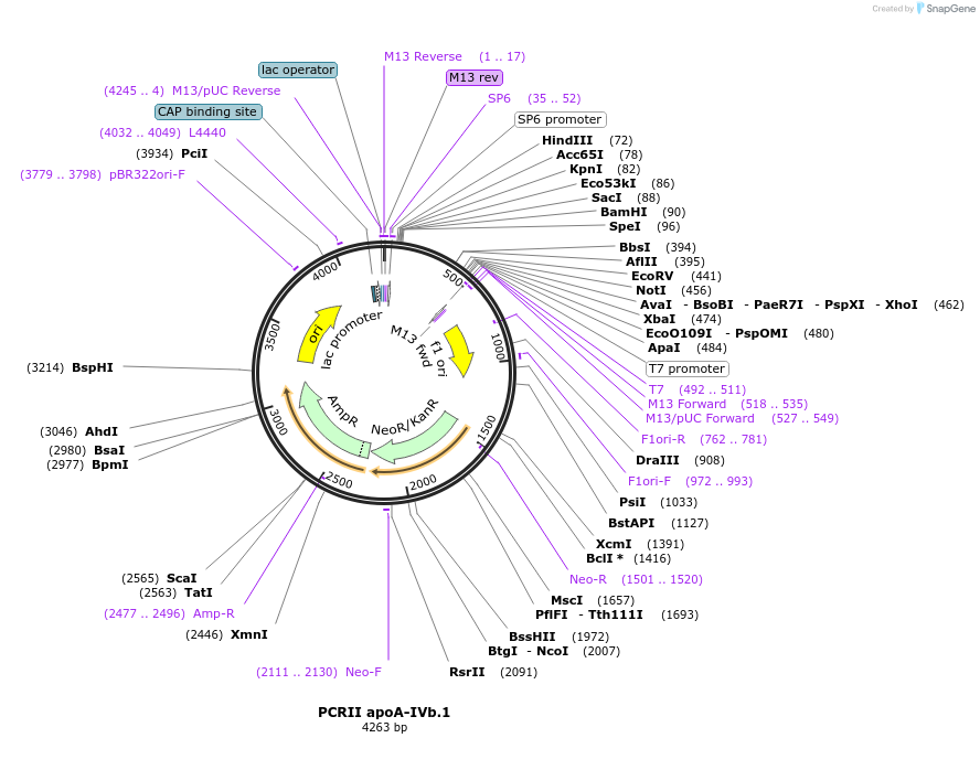 121903-plasmid-map-sequence-id-243568