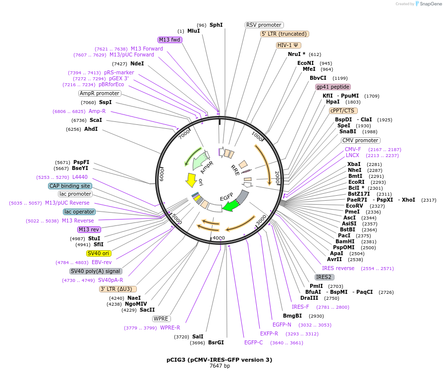 78264-plasmid-map-sequence-id-243570