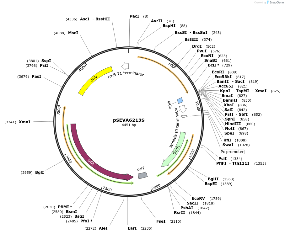 122094-plasmid-map-sequence-id-243571
