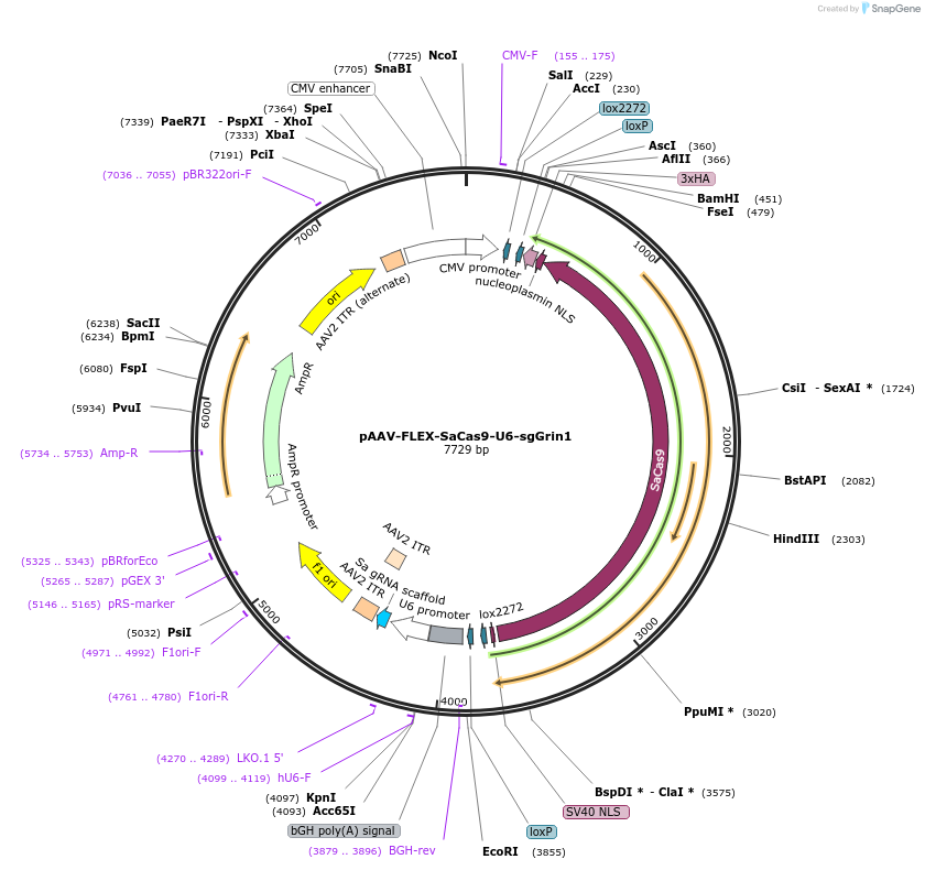 124852-plasmid-map-sequence-id-243573