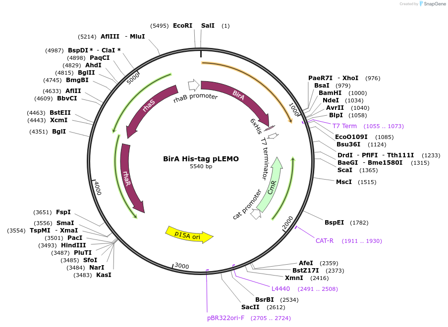 119817-plasmid-map-sequence-id-243577