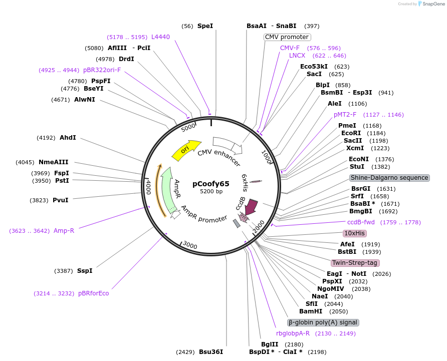 125176-plasmid-map-sequence-id-243578