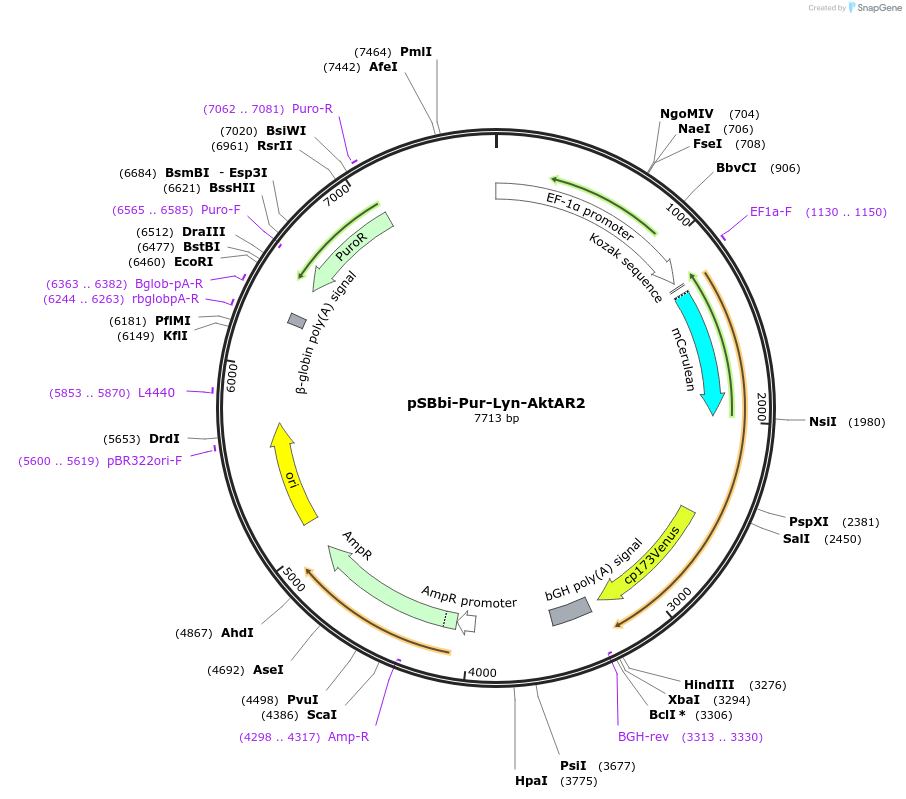 125197-plasmid-map-sequence-id-243582