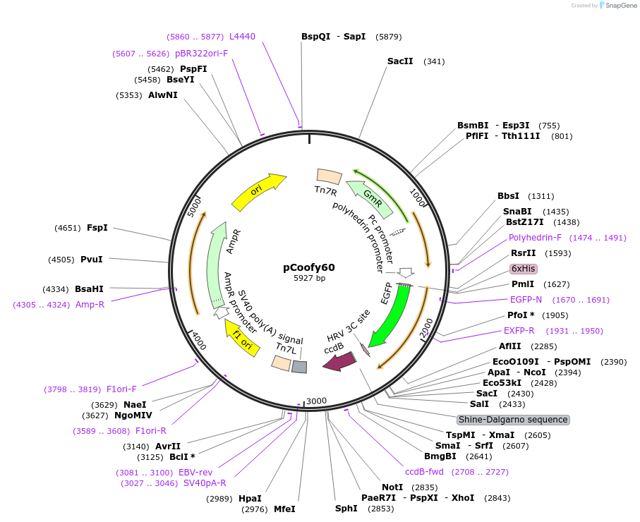 122012-plasmid-map-sequence-id-243583