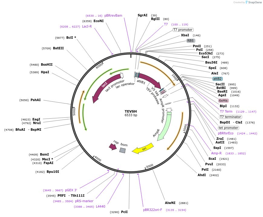 125194-plasmid-map-sequence-id-243597