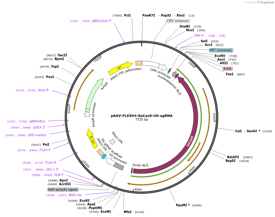 124845-plasmid-map-sequence-id-243599