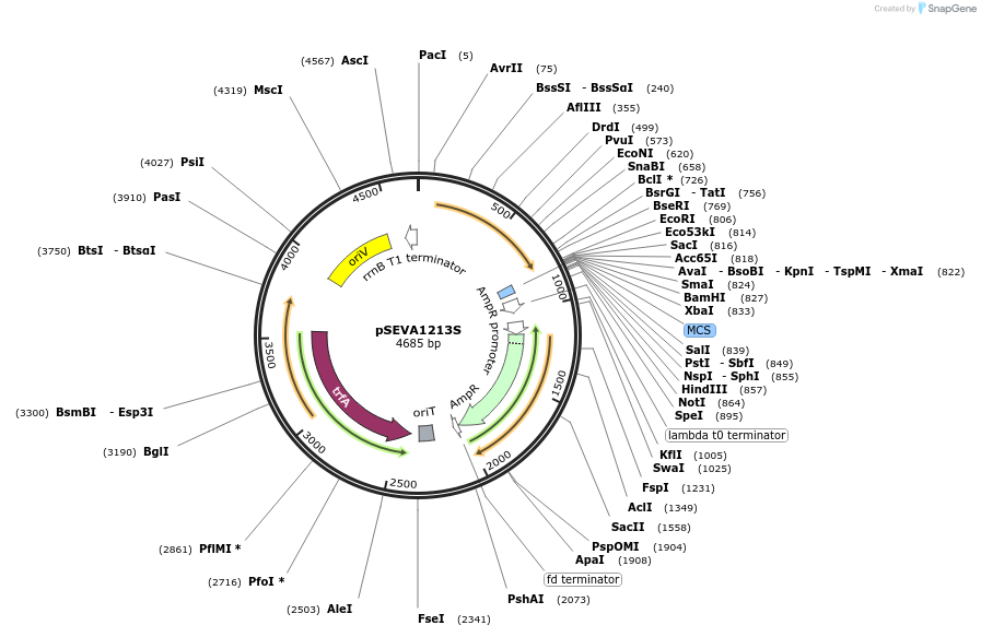 122095-plasmid-map-sequence-id-243603