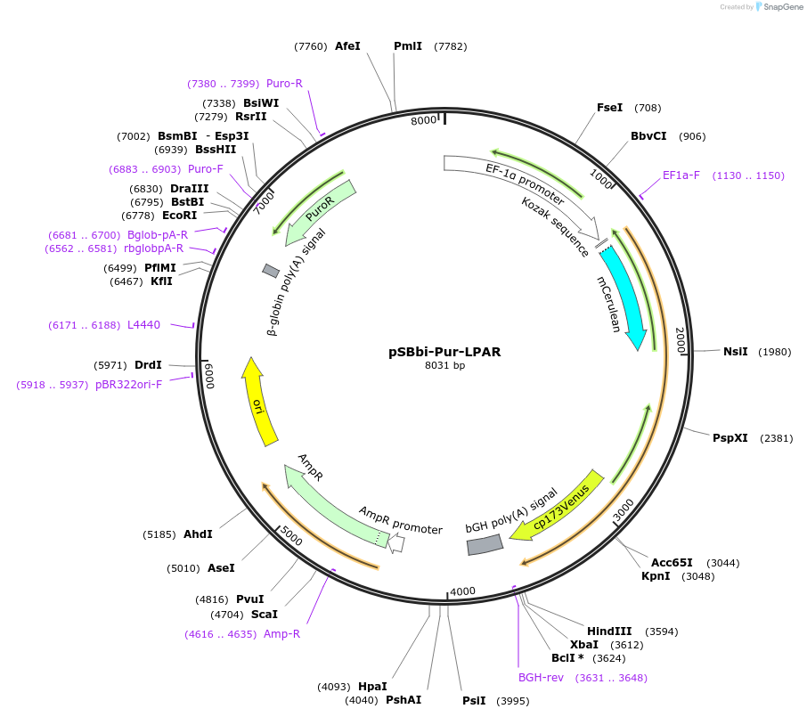 125205-plasmid-map-sequence-id-243607