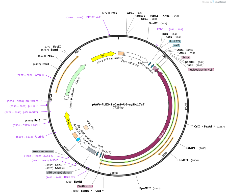 124846-plasmid-map-sequence-id-243613