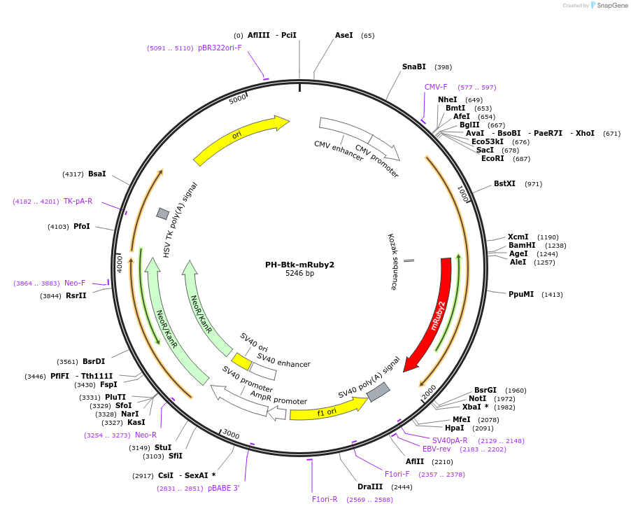 124657-plasmid-map-sequence-id-243614