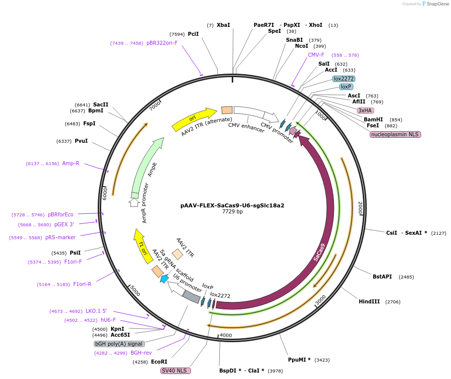 124849-plasmid-map-sequence-id-243615
