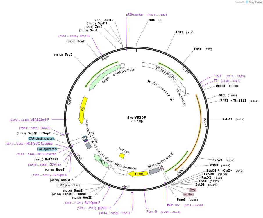 124659-plasmid-map-sequence-id-243616