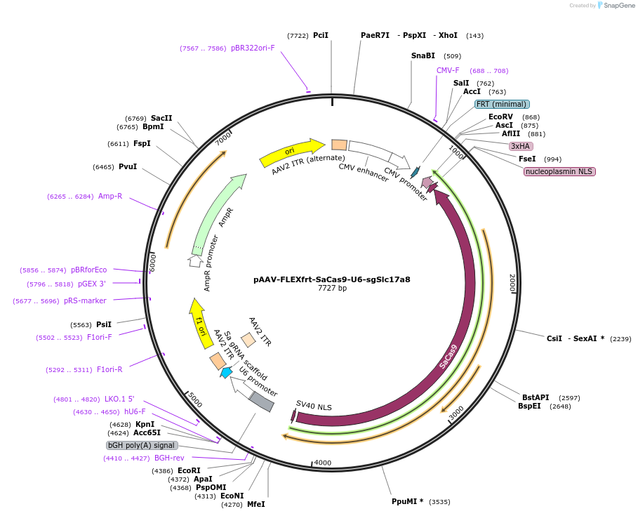 124861-plasmid-map-sequence-id-243617