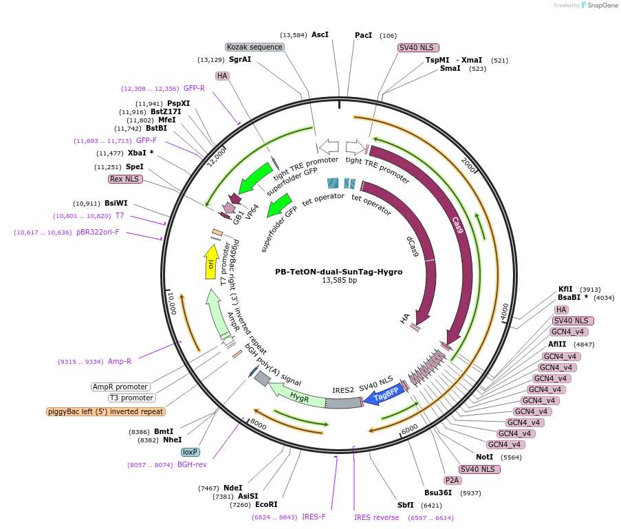 121119-plasmid-map-sequence-id-243619