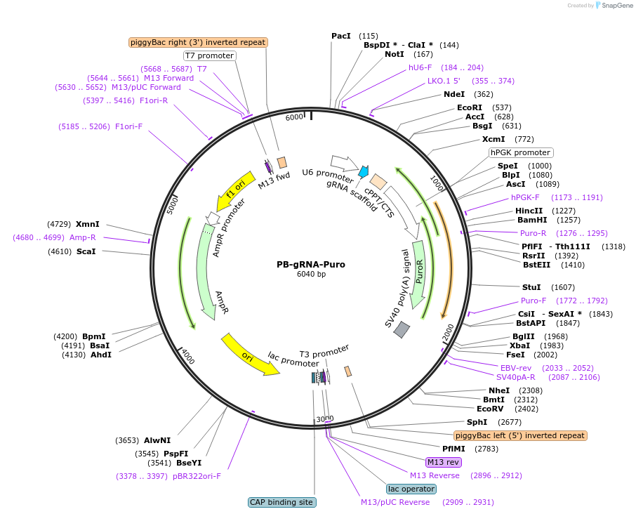 121121-plasmid-map-sequence-id-243621