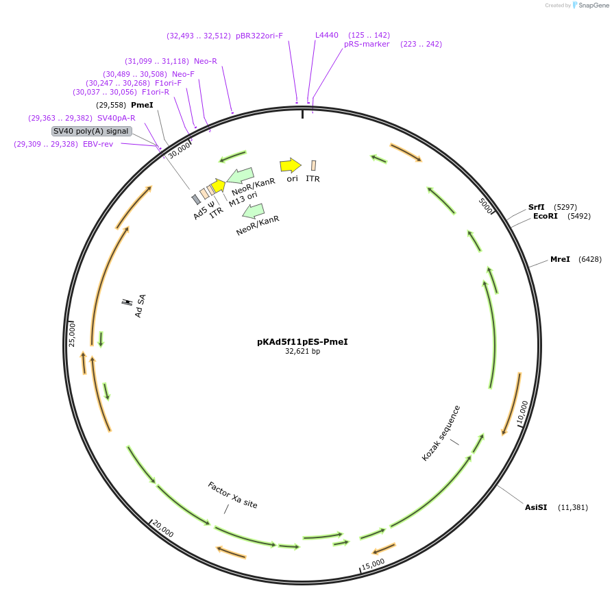 122698-plasmid-map-sequence-id-243636