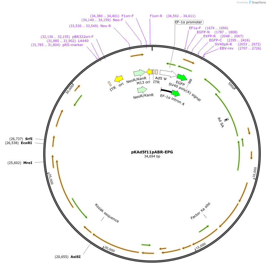 122699-plasmid-map-sequence-id-243638