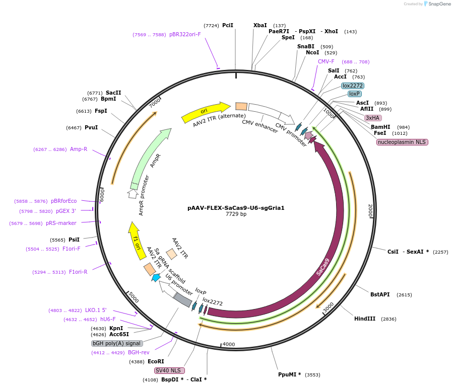 124853-plasmid-map-sequence-id-243673