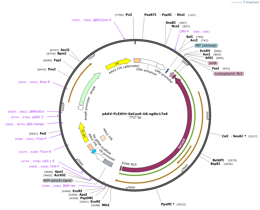 124860-plasmid-map-sequence-id-243674