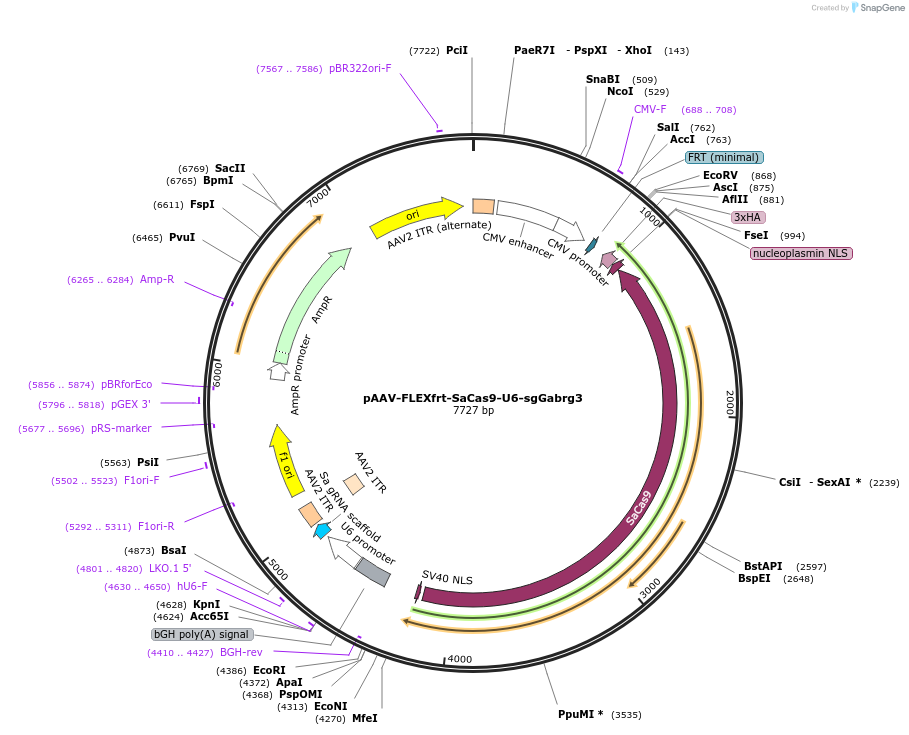 124872-plasmid-map-sequence-id-243676