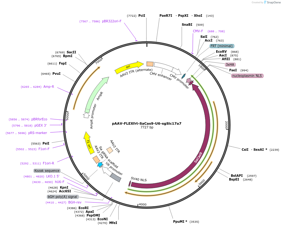 124859-plasmid-map-sequence-id-243681