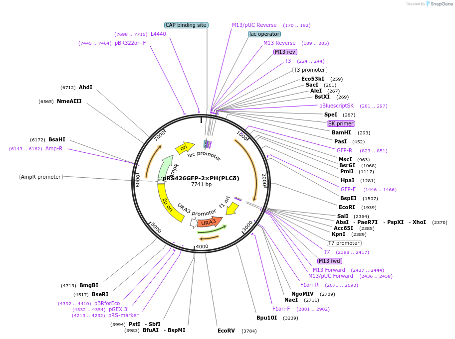 36092-plasmid-map-sequence-id-243691