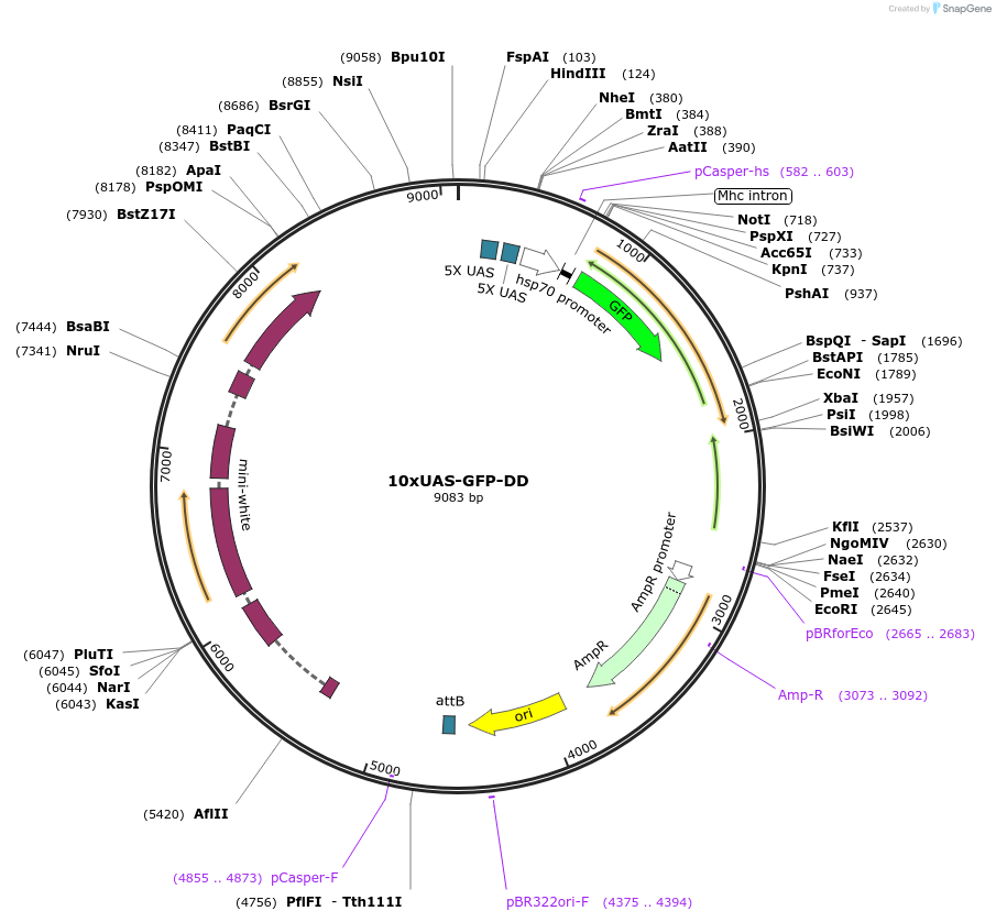 104989-plasmid-map-sequence-id-243692