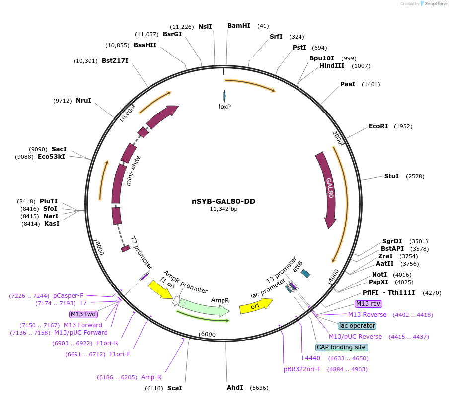 124778-plasmid-map-sequence-id-243695