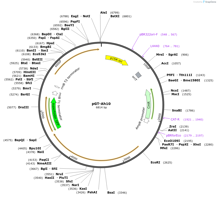 122577-plasmid-map-sequence-id-243699