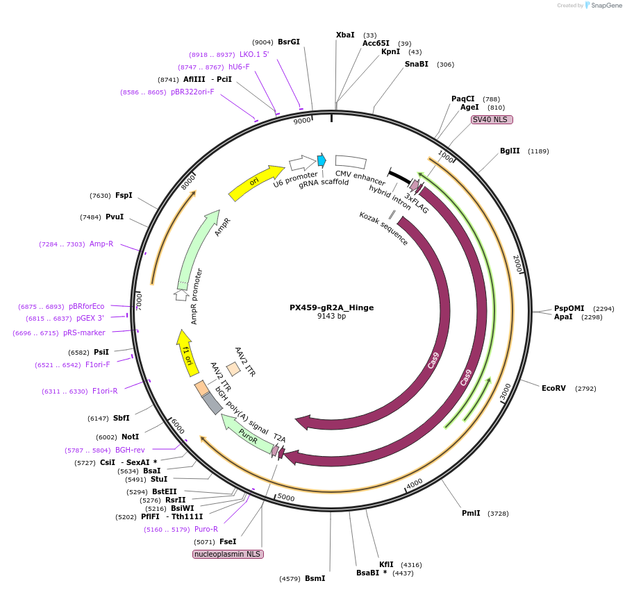 124811-plasmid-map-sequence-id-243700