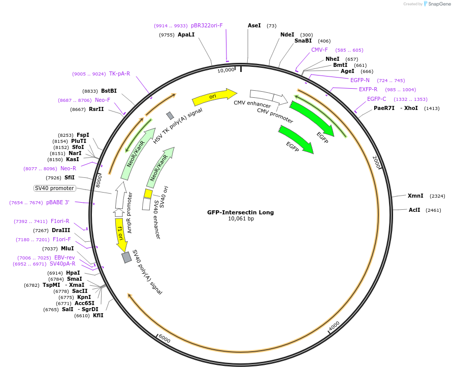 47395-plasmid-map-sequence-id-243703