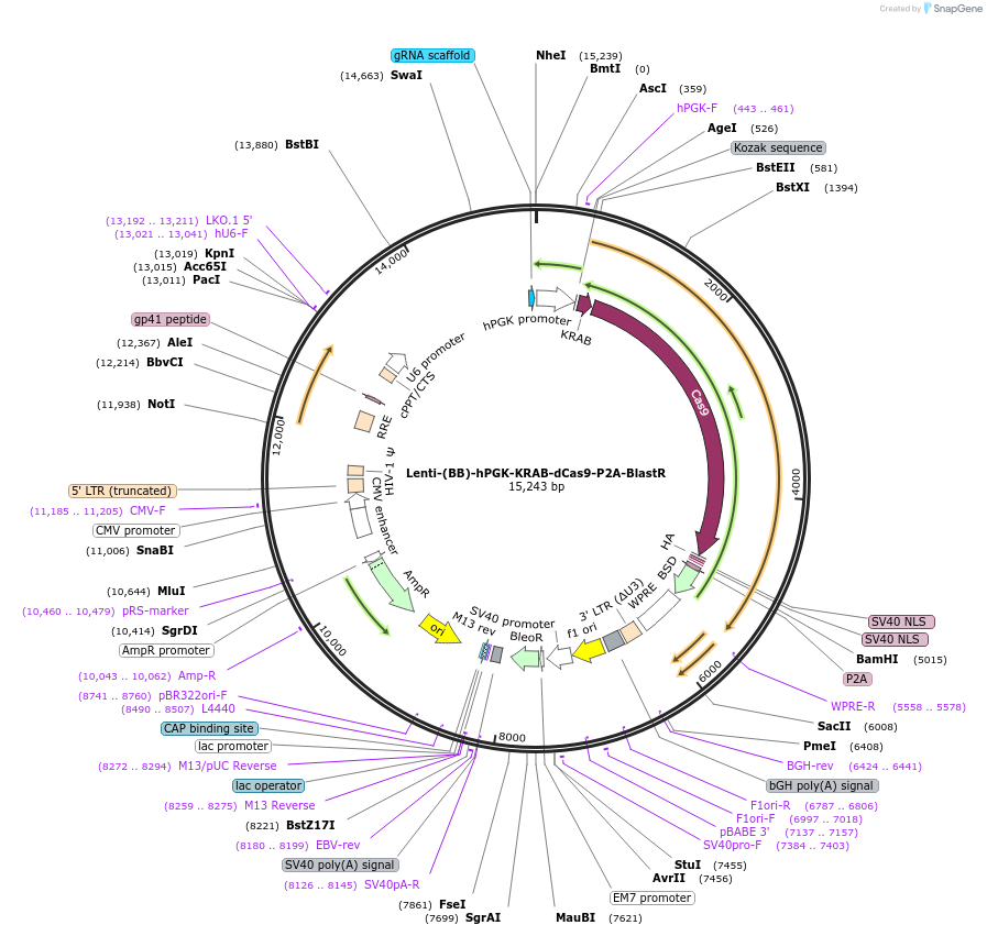118155-plasmid-map-sequence-id-243704