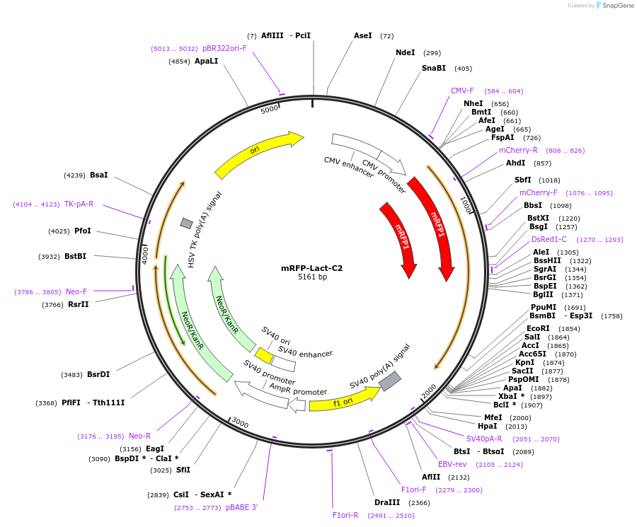 74061-plasmid-map-sequence-id-243706