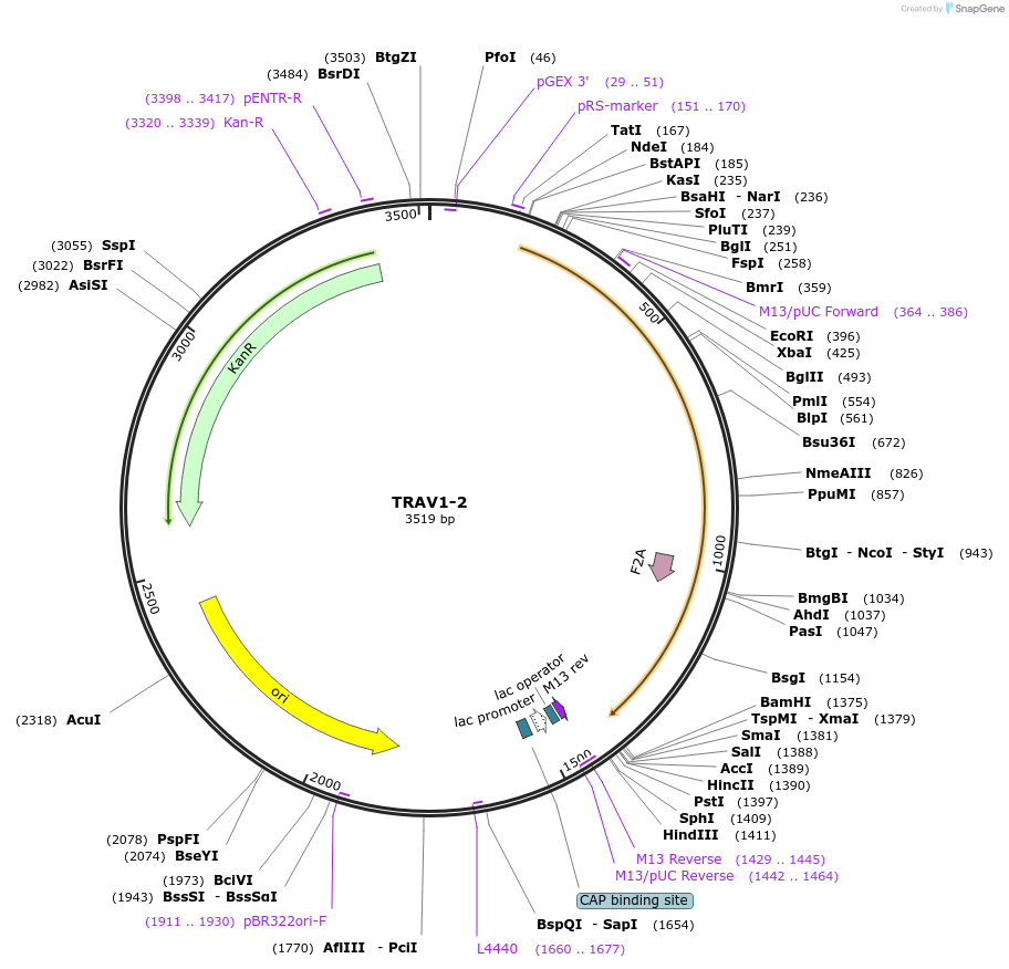 123368-plasmid-map-sequence-id-243716