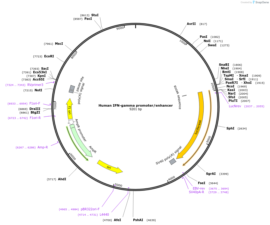 17598-plasmid-map-sequence-id-243722