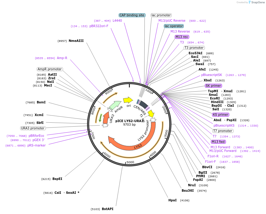 122890-plasmid-map-sequence-id-243725