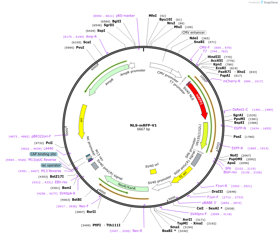 124266-plasmid-map-sequence-id-243726